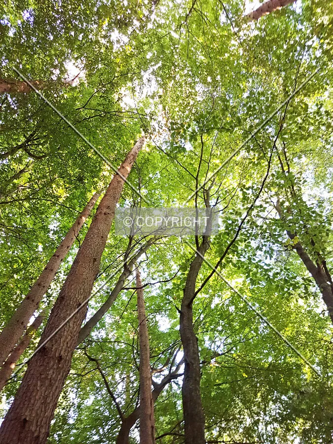Photo 764-350-395