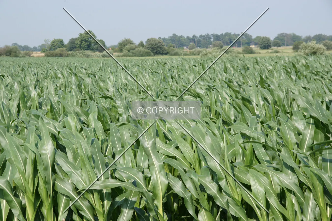 Green plants in a field
