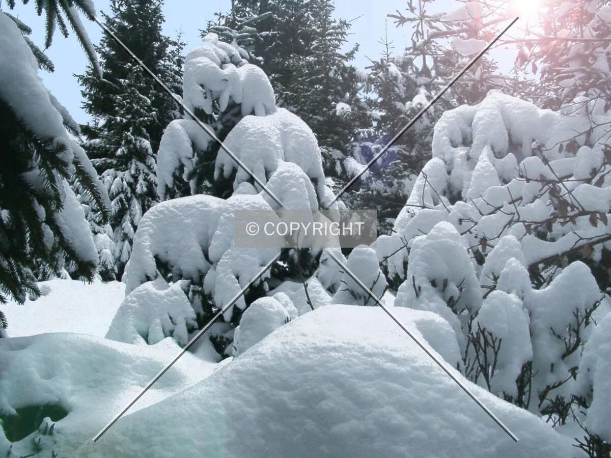 snowy fir tree