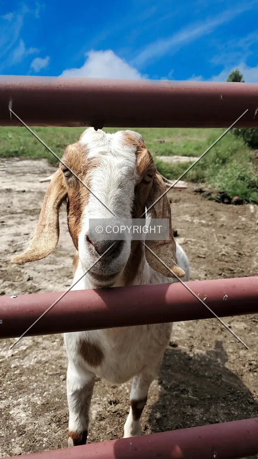 A goat