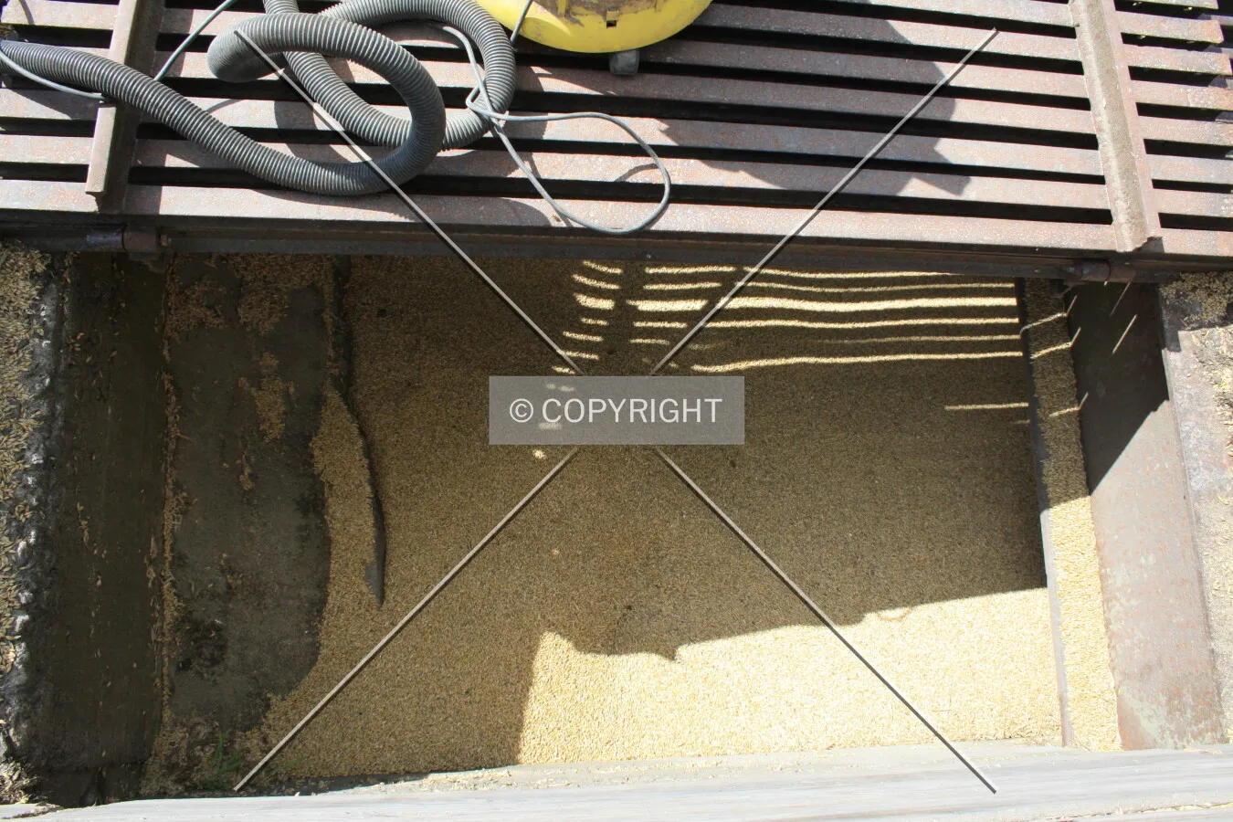 Pig feed being filled into a silo