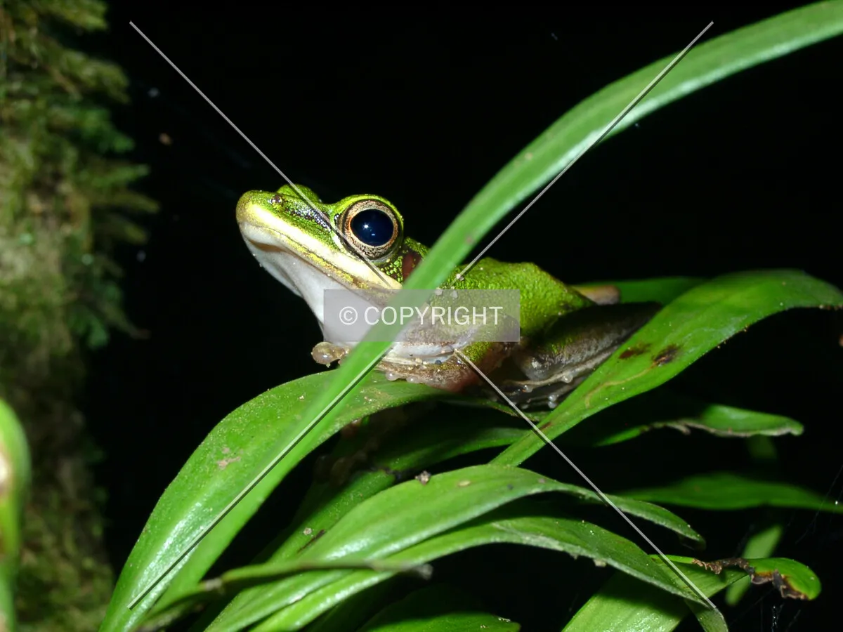 green frog at night in the rainforest