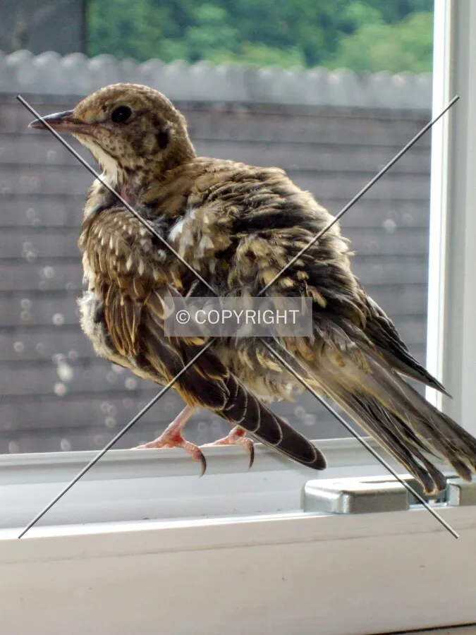 Skylark.