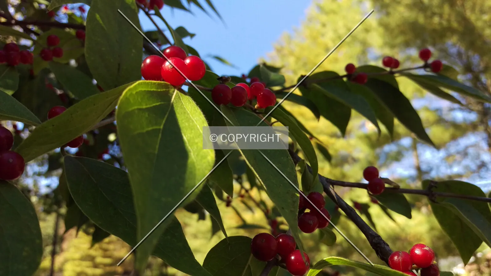 Red berries on a tree