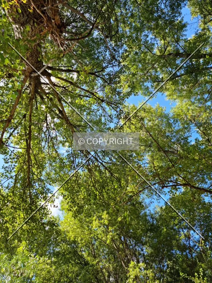 Photo 077-587-612