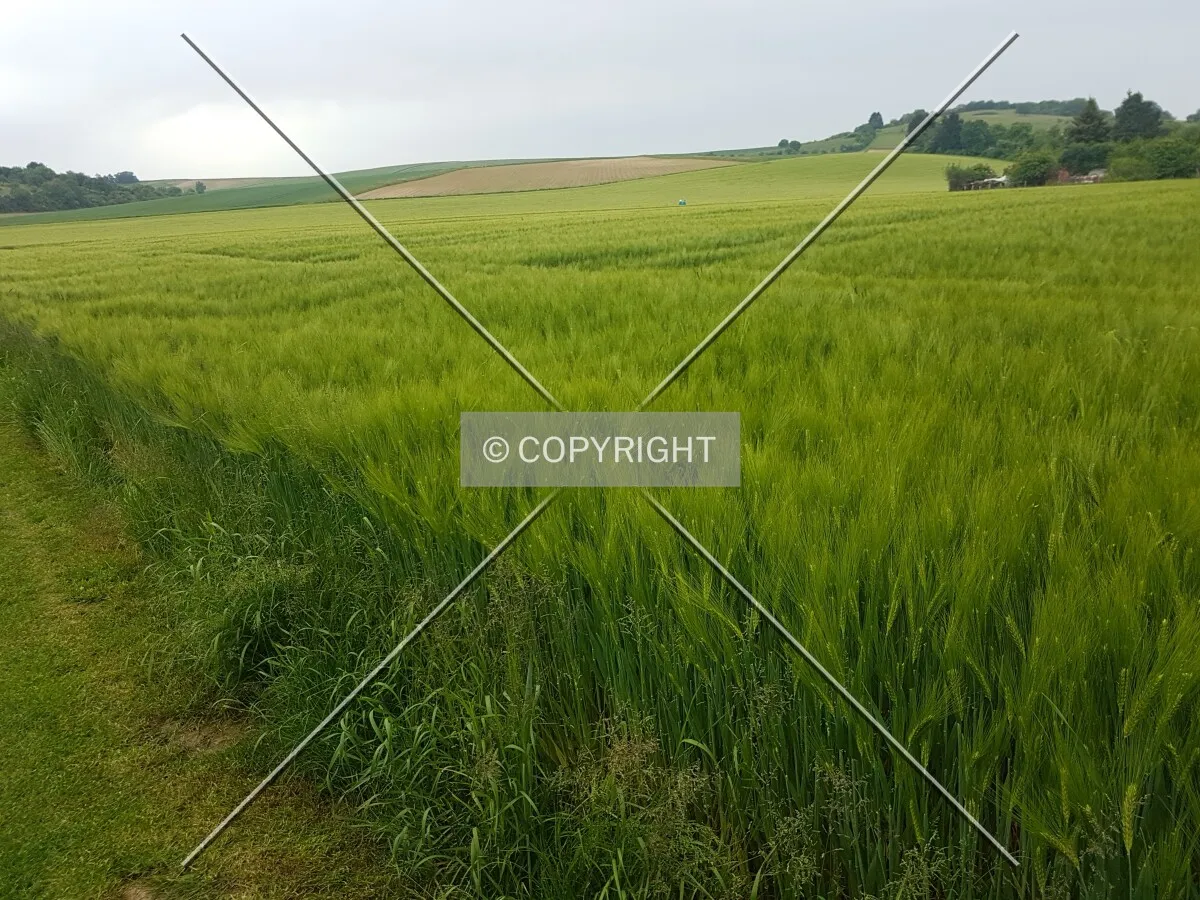 A green cornfield