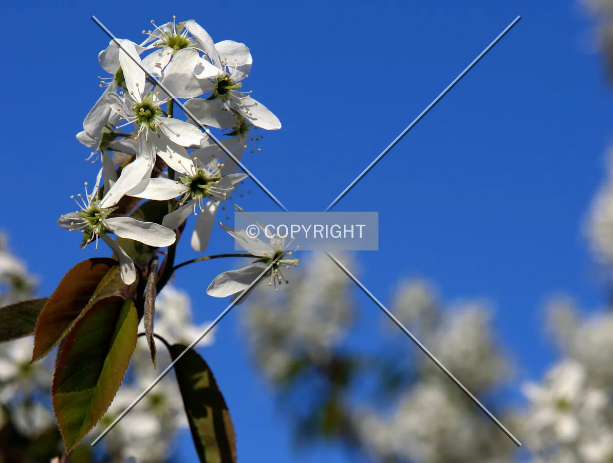 white blossoms in spring