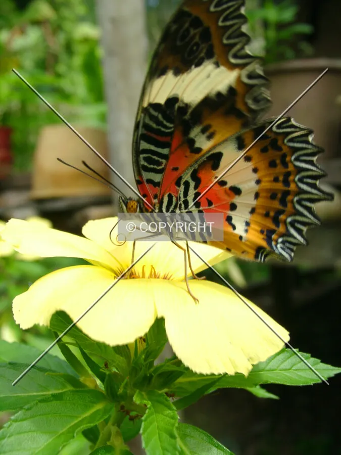 beautiful butterfly on a flower
