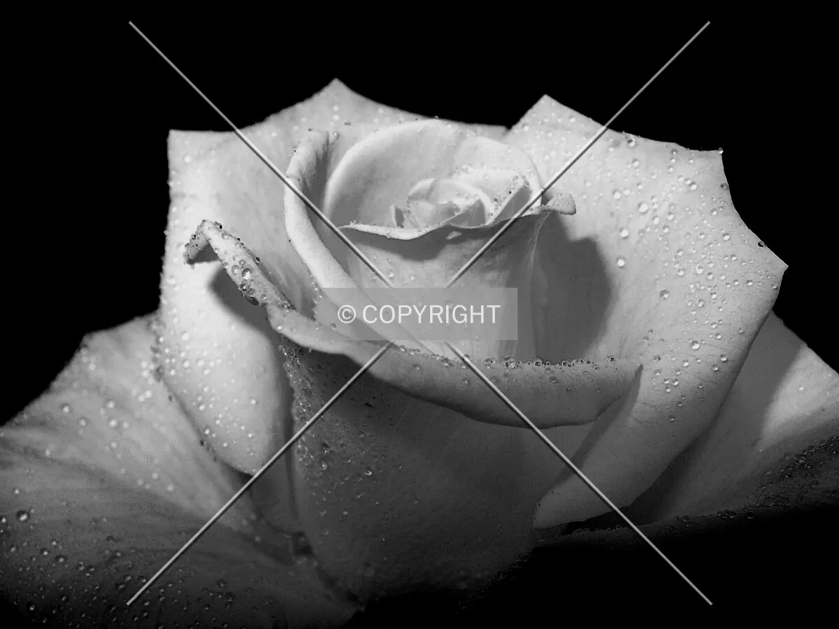 Photo 783-817-088