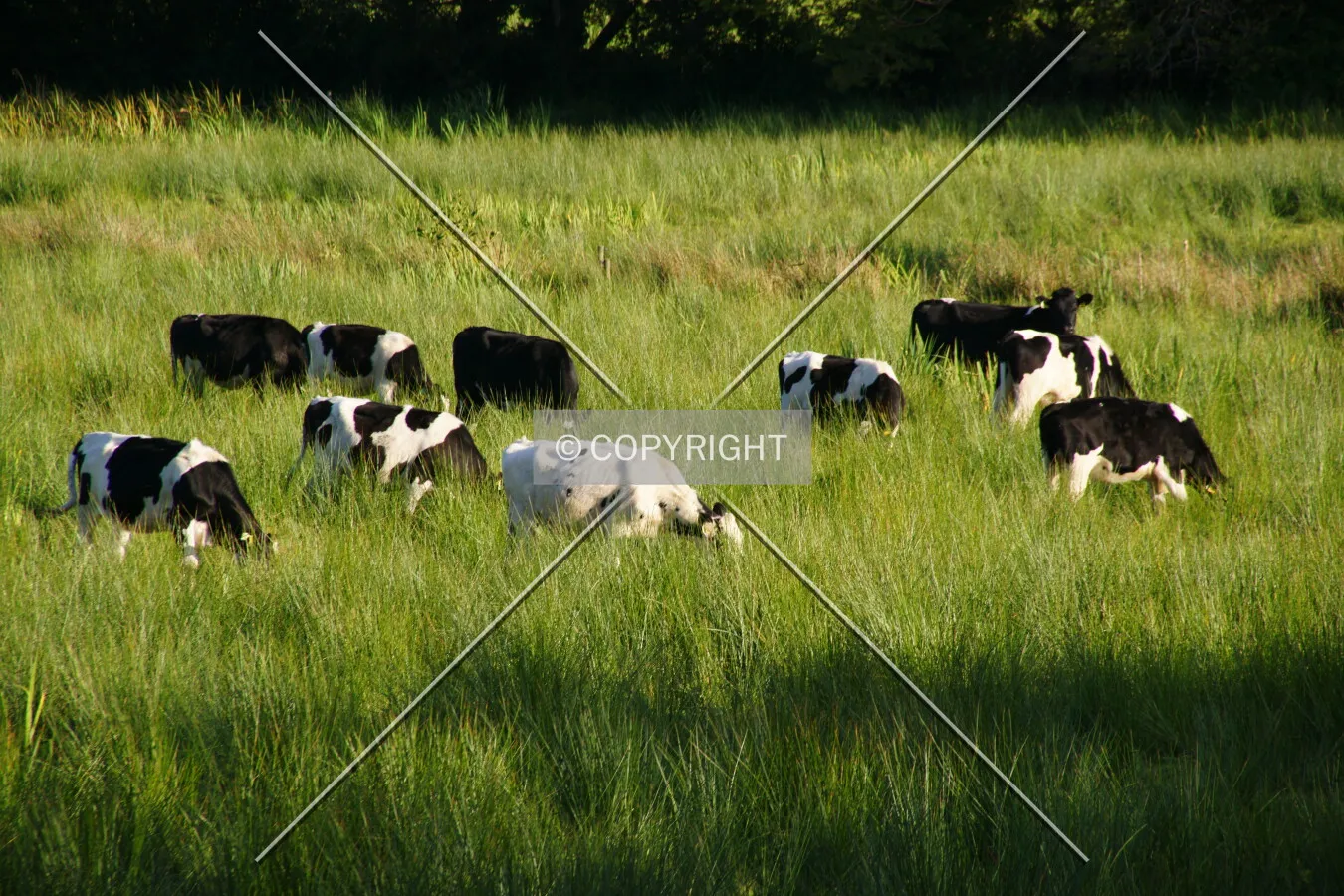 Cows graze in a meadow