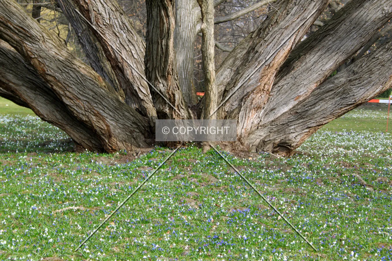 Base of a wingnut tree