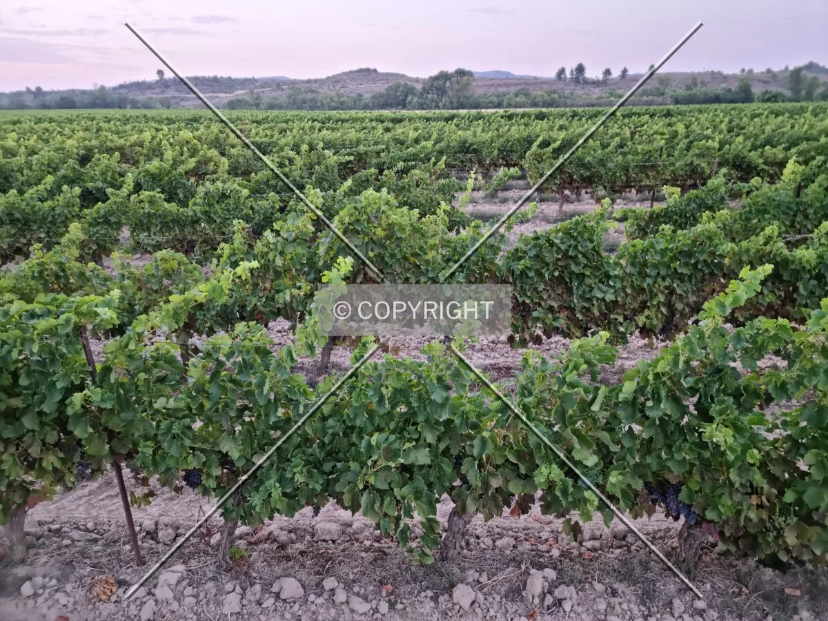 Photo 785-290-478