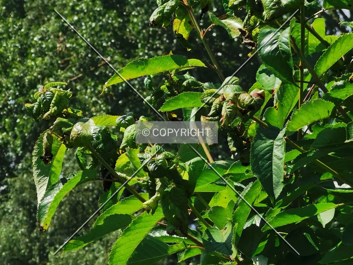 A sick cherry tree