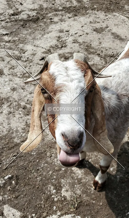 A goat