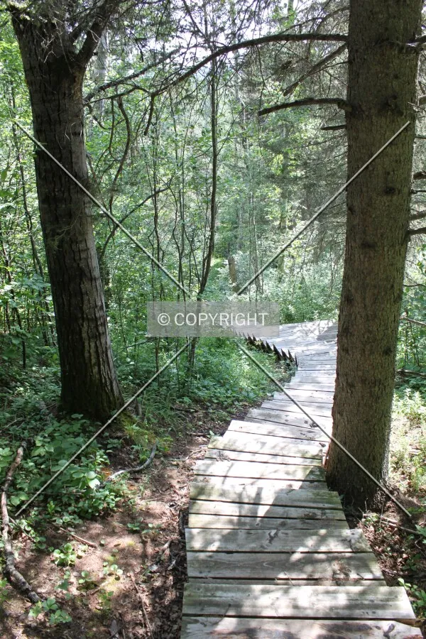 Narrows Peninsula Trail