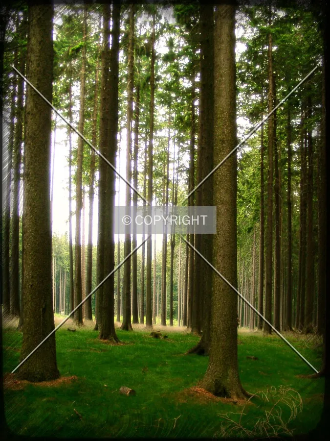 Photo 079-231-393