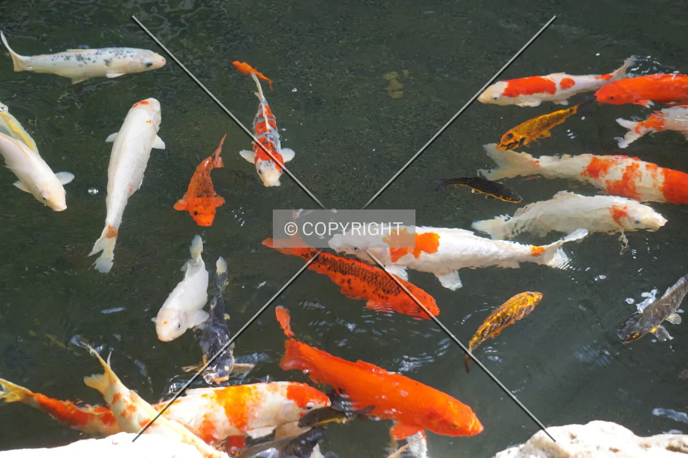Fish in the Japanese garden; February 22, 2018