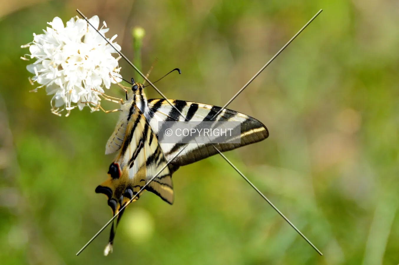 Butterfly on a white flower