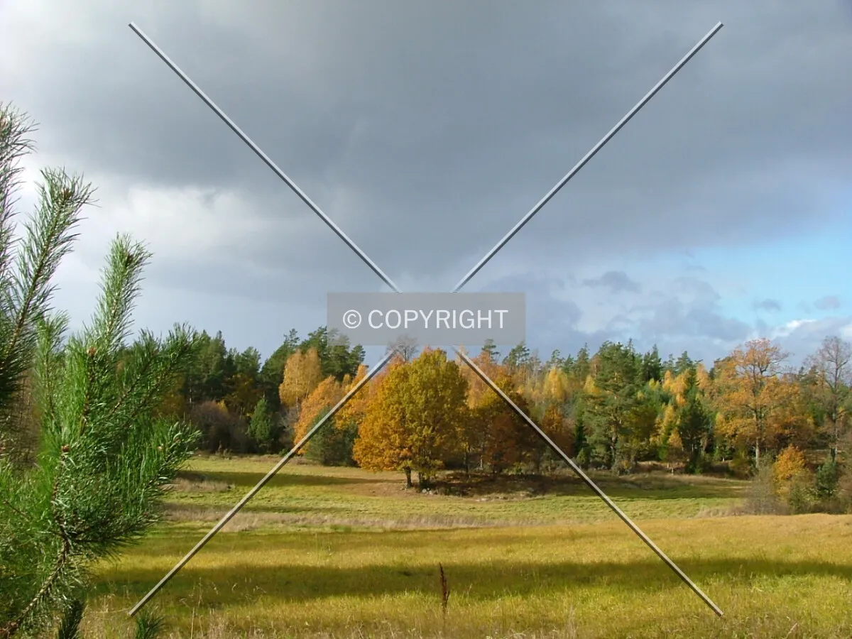 Trees in fall