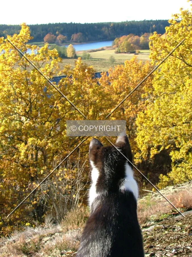 cat from behind looking at the countryside