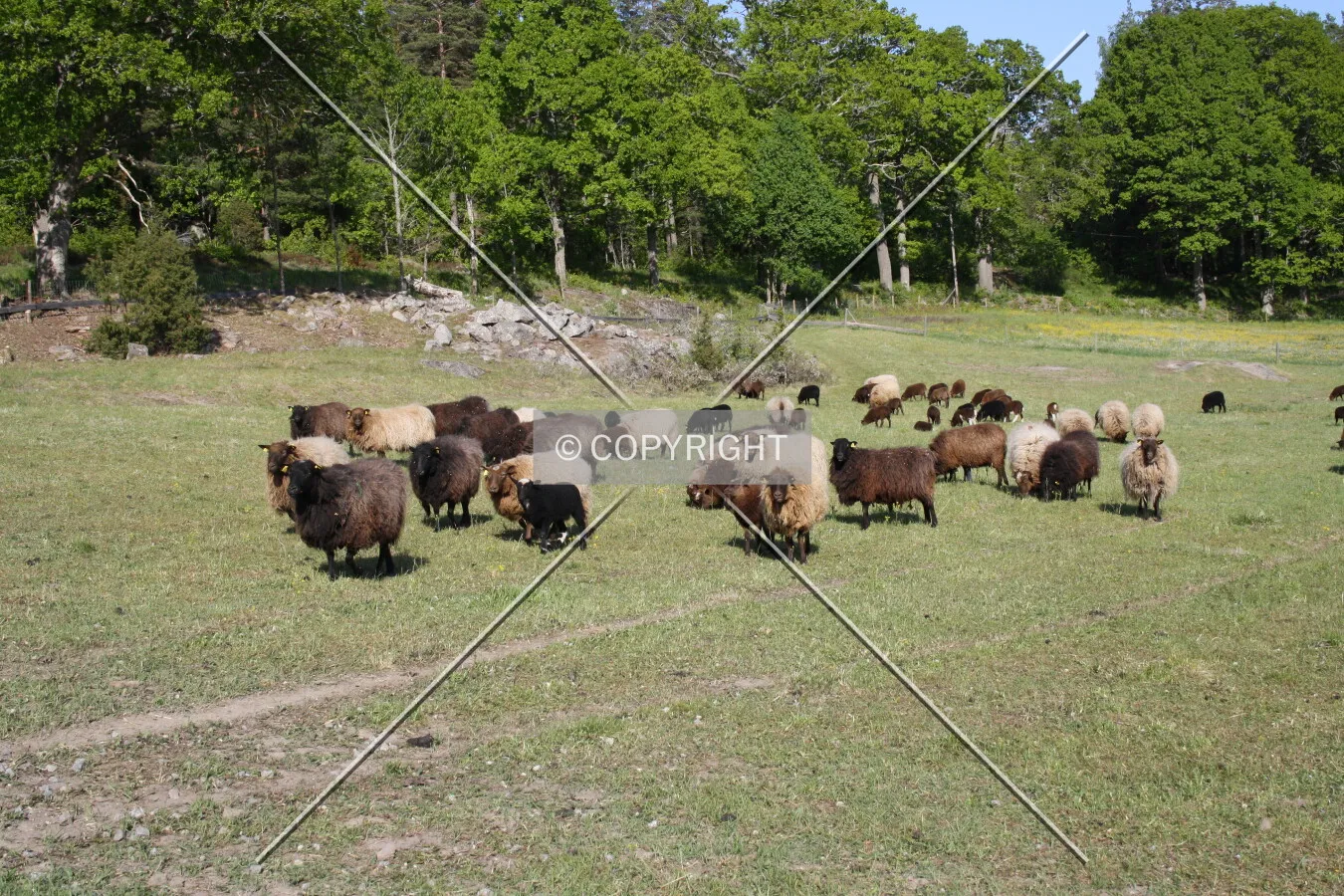 A group of sheep