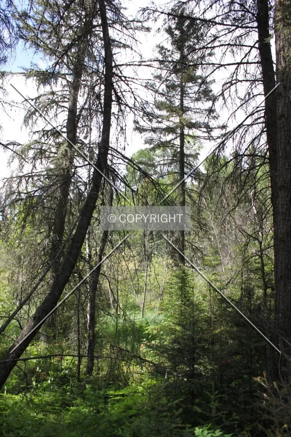 Narrows Peninsula Trail