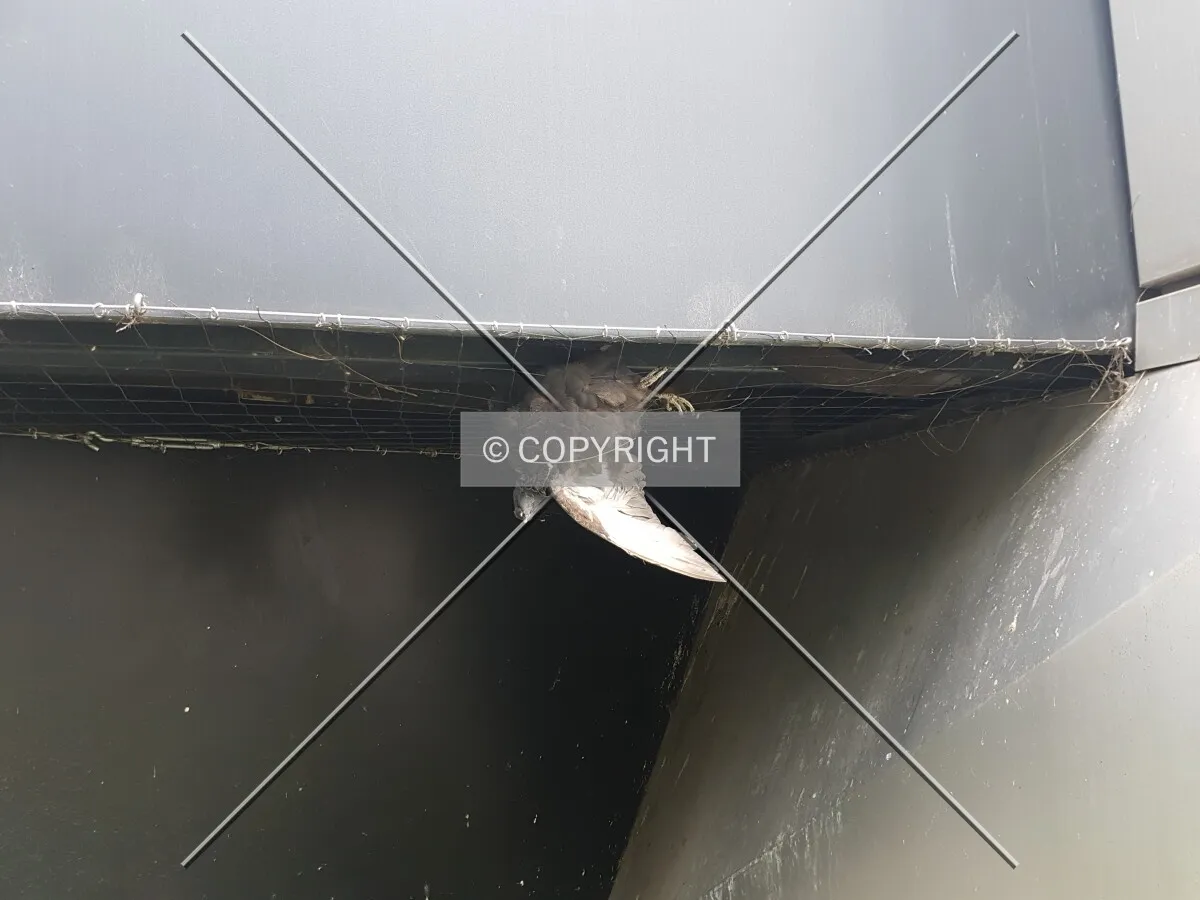 Photo 799-817-694