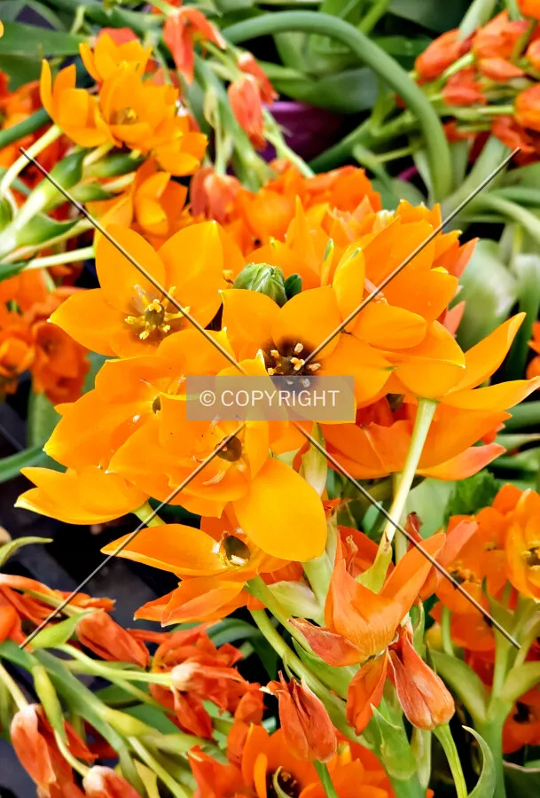 Orange flower