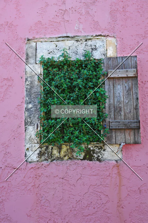 window with plant coming out