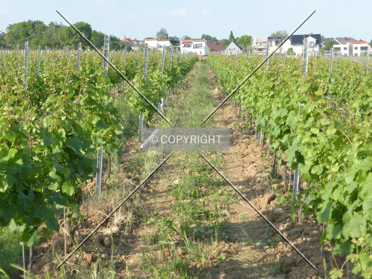 Vineyards around Flörsheim-Wicker