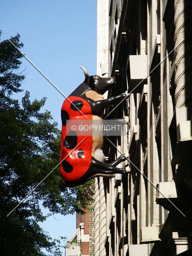 A cow is climbing the building!