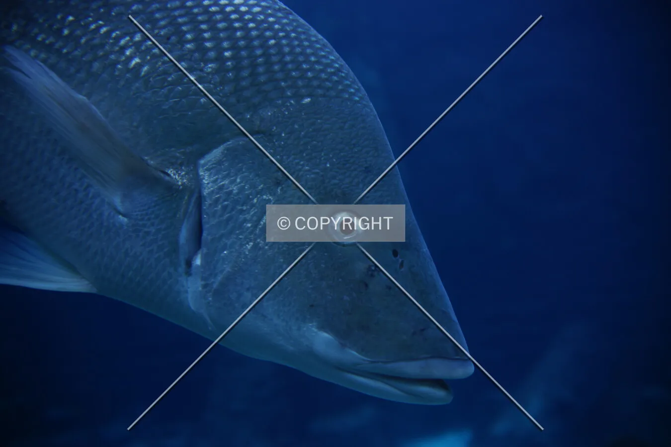 A big fish