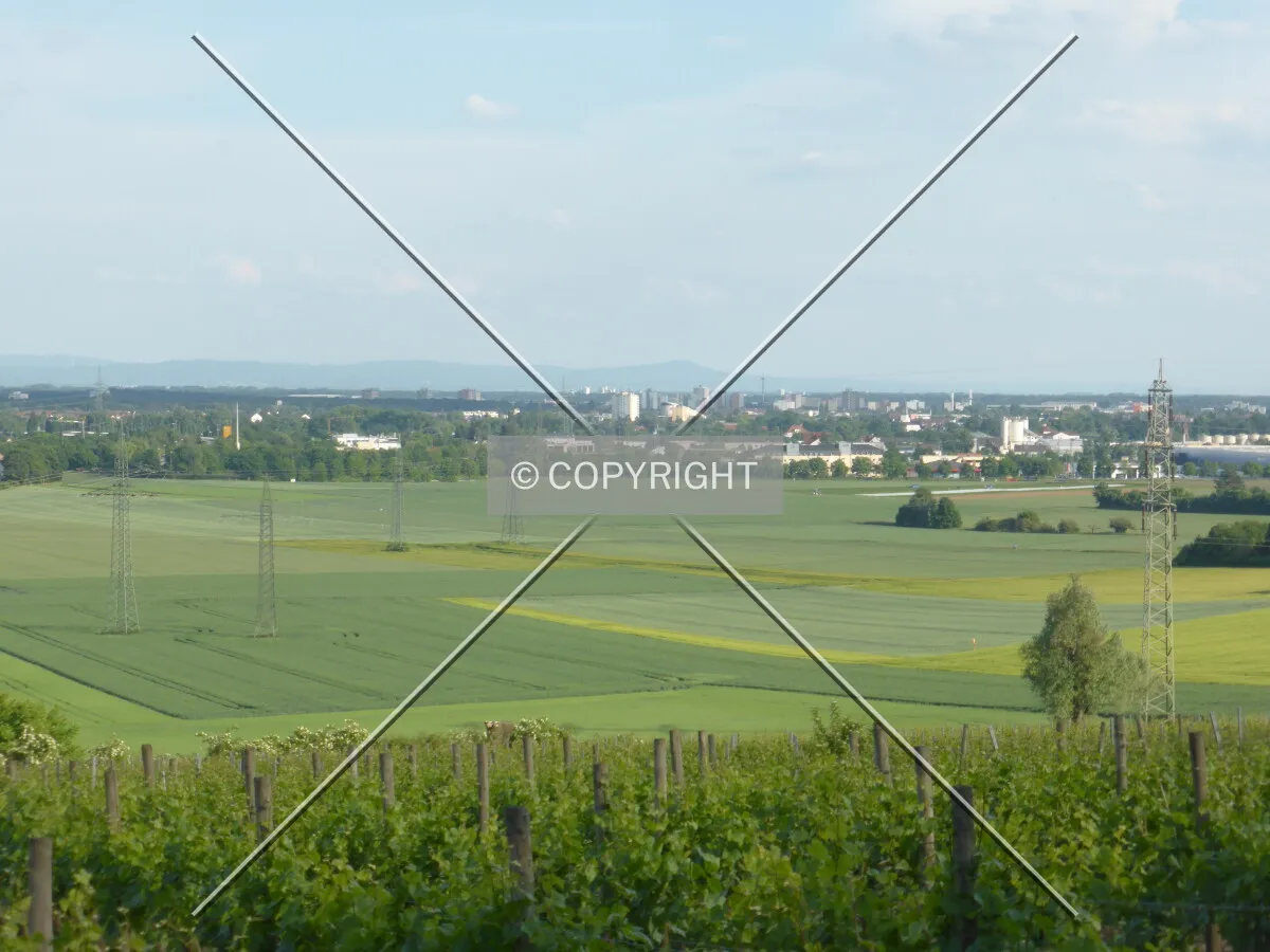 Vineyards around Flörsheim-Wicker