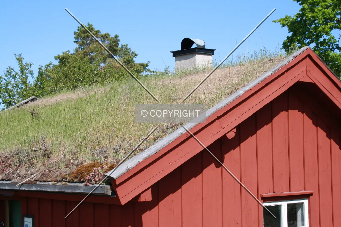 A grass roof