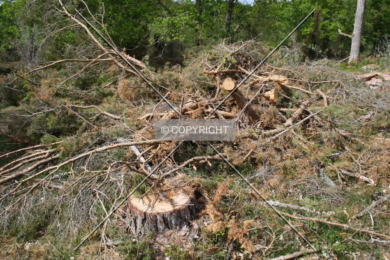 Chopped tree