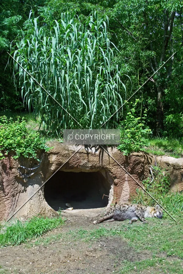 Hyena exibit