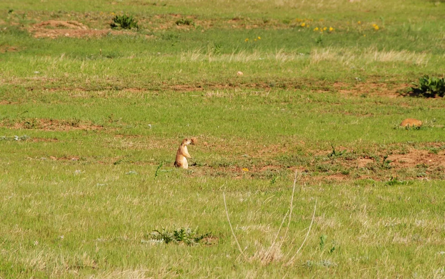 Prairie dog in the nearby open space