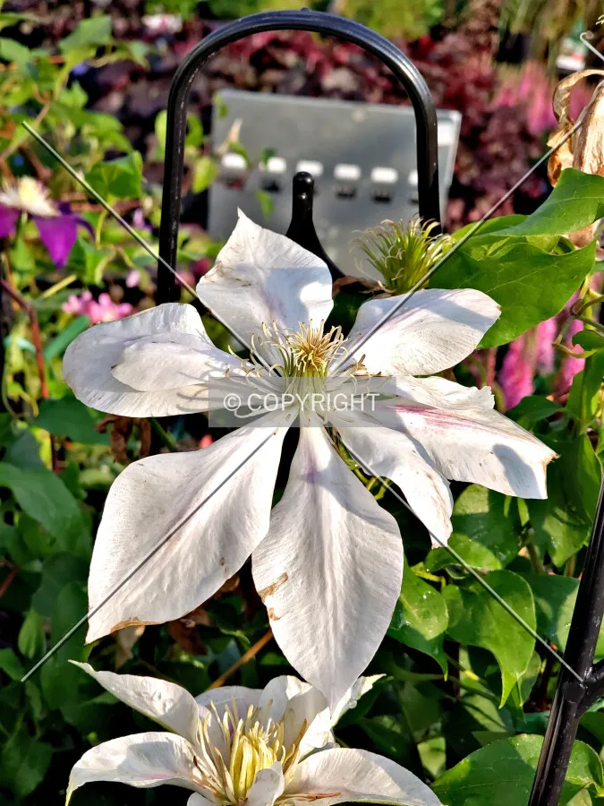 A white Clematis