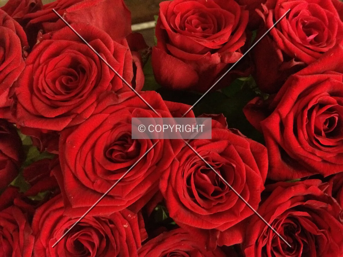 Red roses