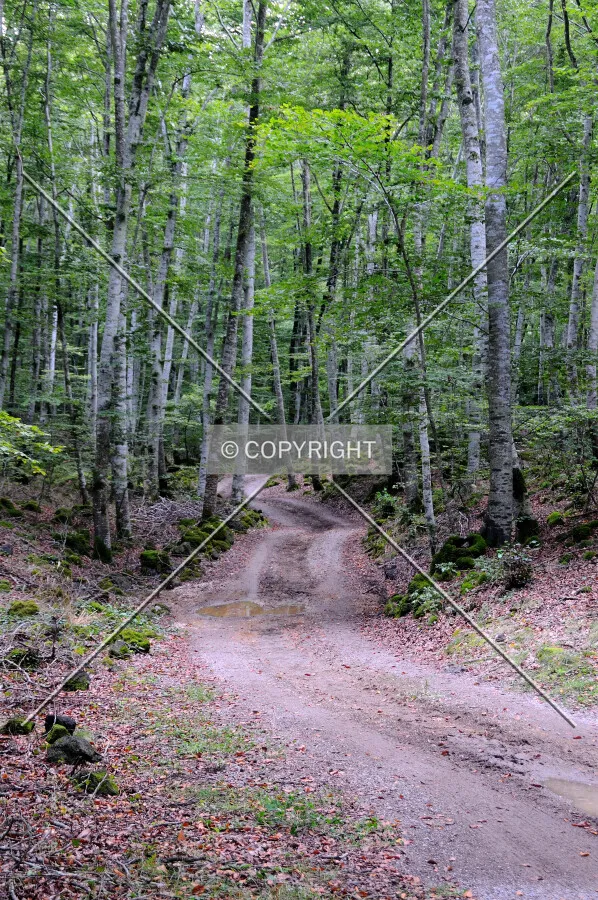 Fageda d'en Jordà