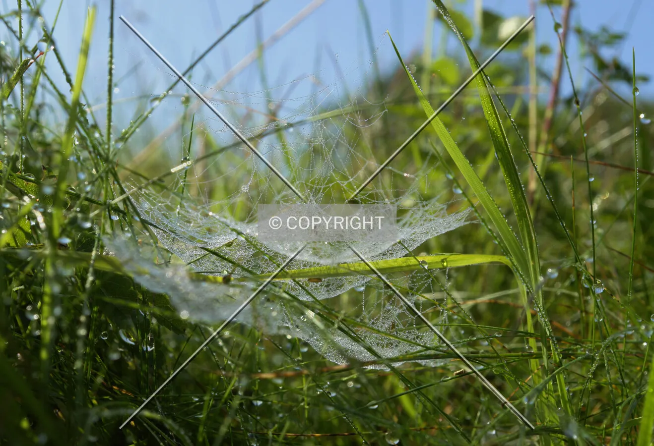 cobweb with dewdrops