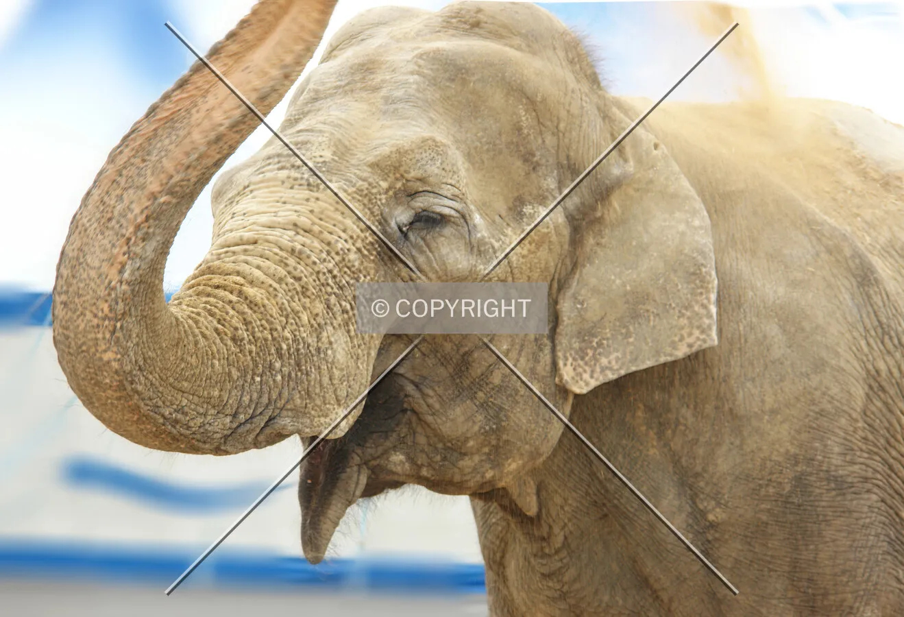 Indian elephant blowing sand over its shoulder