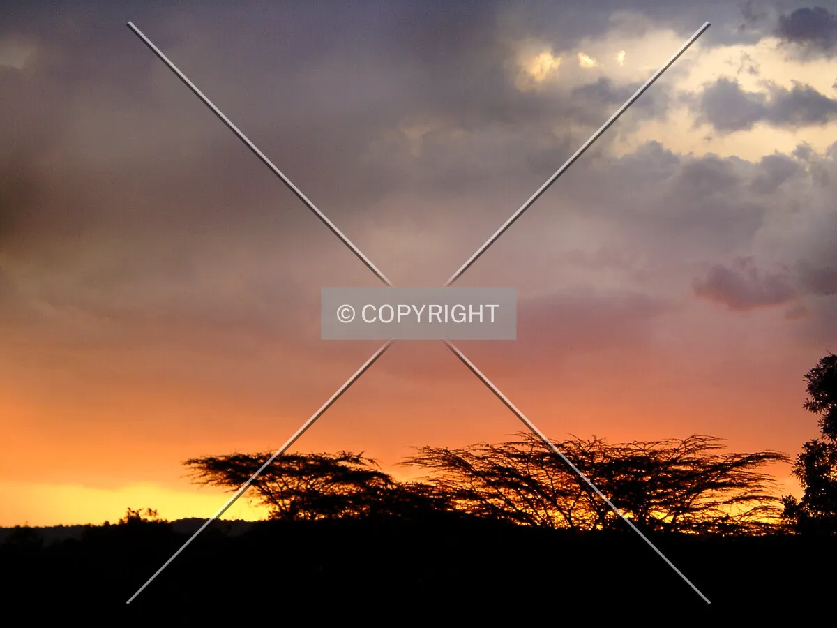 umbrella thorns in the sunset
