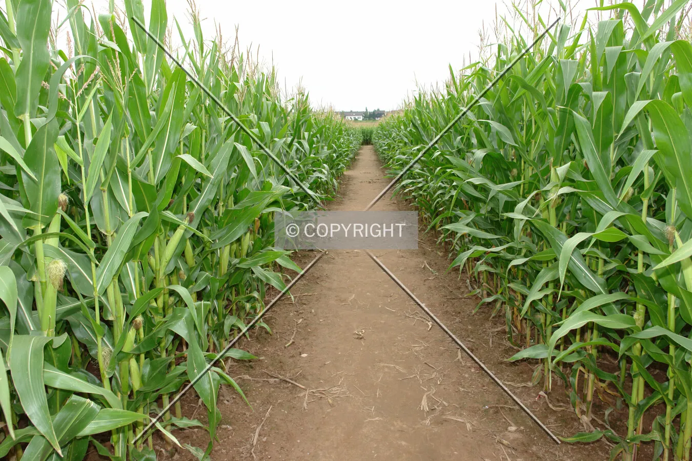 A path through a cornfield