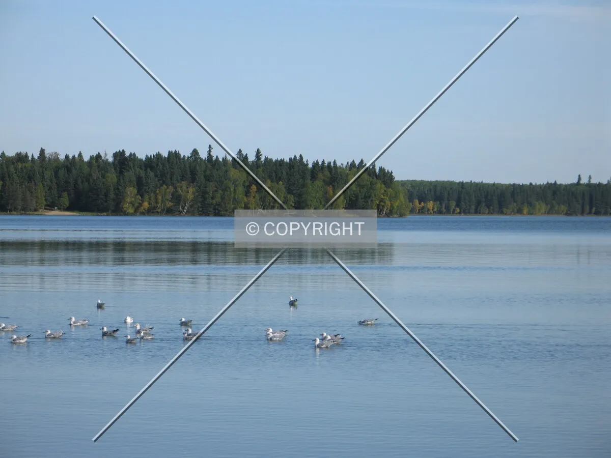 Gulls wandering on Childs Lake
