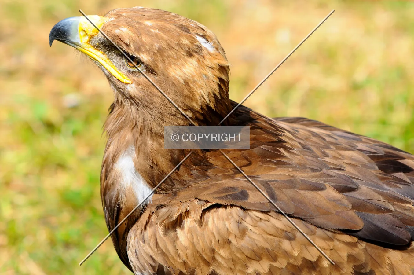 Eagle in Hostalric