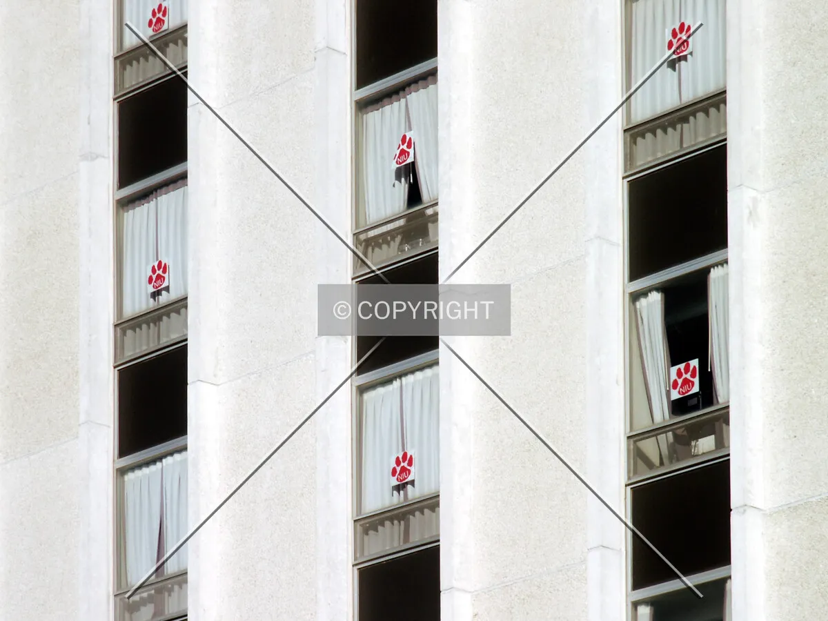 Husky paws in the windows