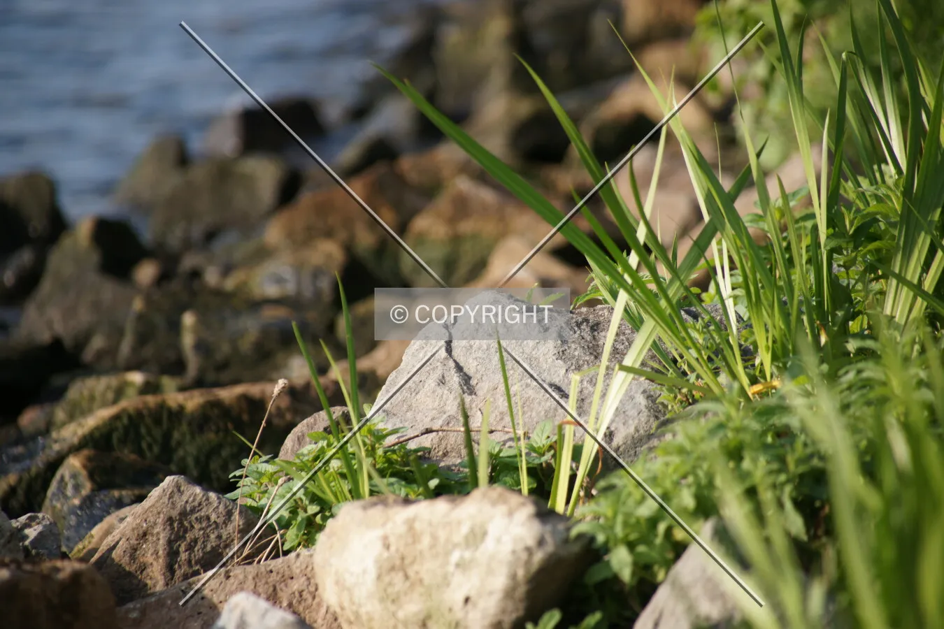 Rocks and plants at a shore