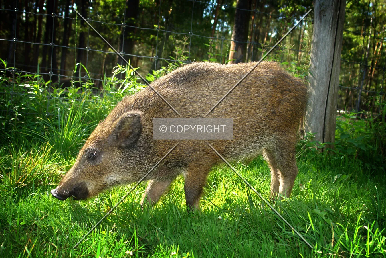 a young boar