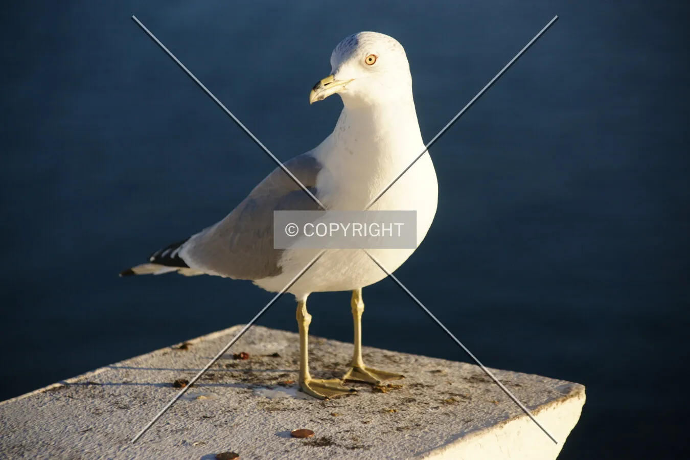 A white-gray sea gull